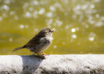 Mapping Your Path to Financial Freedom: Achieving Your Retirement Planning Goals